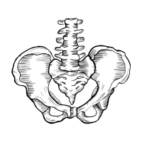 Axe crâne-sacrum – Harmonisation du système cranio-sacré en Méthode Poyet